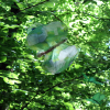 Ulrike Thiemann: Mutanten