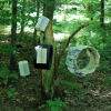 Roswitha Eicher: Metamorphose