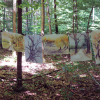 Philipp Kompalla: Waldwege